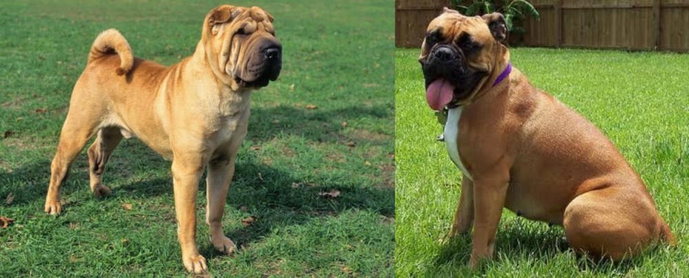 Valley Bulldog vs Chinese Shar Pei - Breed Comparison