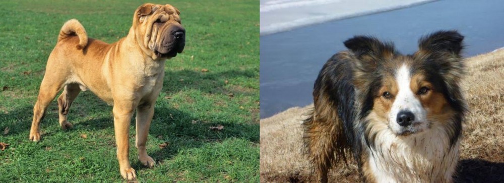 Welsh Sheepdog vs Chinese Shar Pei - Breed Comparison