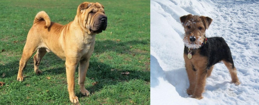 Welsh Terrier vs Chinese Shar Pei - Breed Comparison