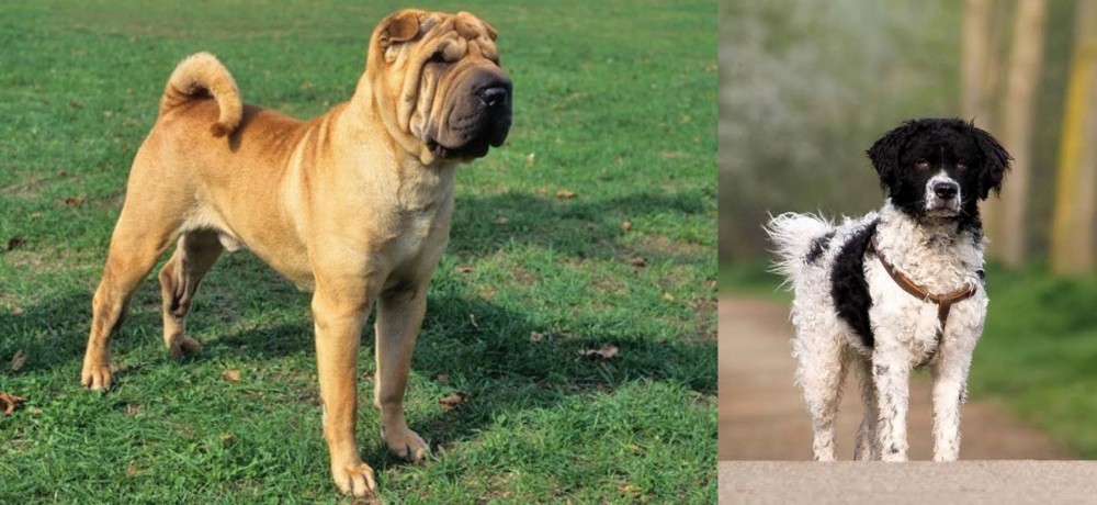 Wetterhoun vs Chinese Shar Pei - Breed Comparison