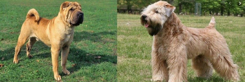 Wheaten Terrier vs Chinese Shar Pei - Breed Comparison