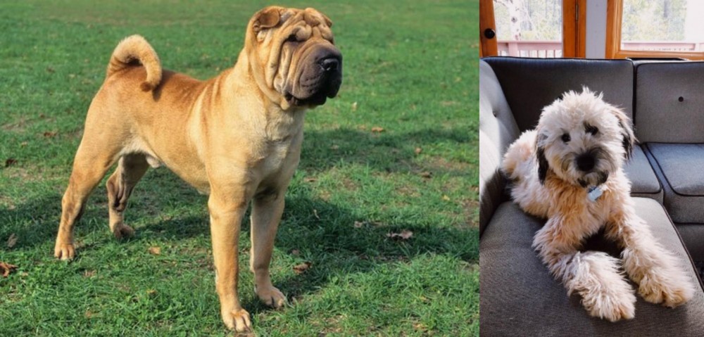 Whoodles vs Chinese Shar Pei - Breed Comparison