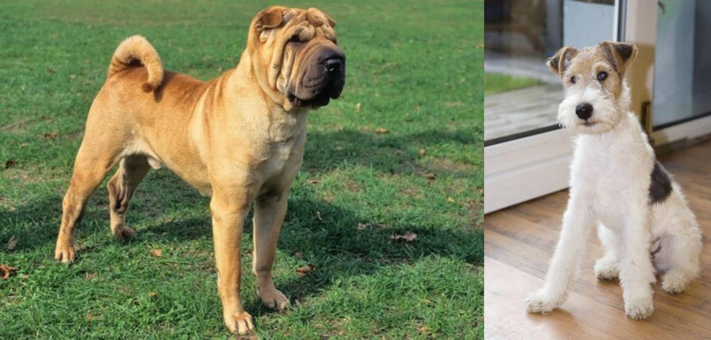 Wire Fox Terrier vs Chinese Shar Pei - Breed Comparison