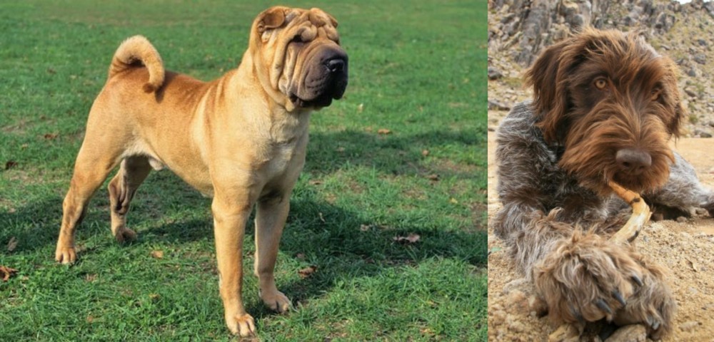 Wirehaired Pointing Griffon vs Chinese Shar Pei - Breed Comparison
