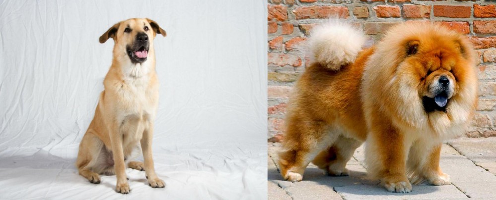 Chow Chow vs Chinook - Breed Comparison