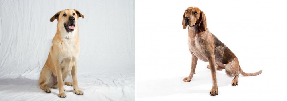 Coonhound vs Chinook - Breed Comparison