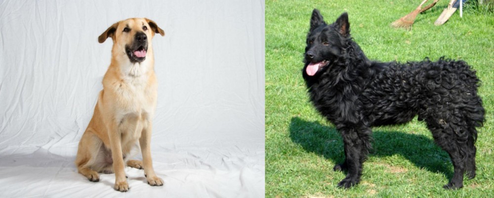 Croatian Sheepdog vs Chinook - Breed Comparison
