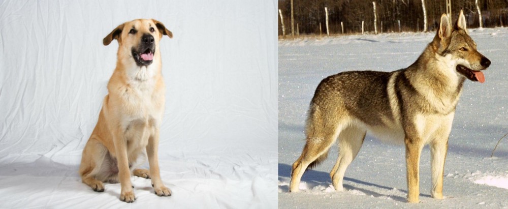 Czechoslovakian Wolfdog vs Chinook - Breed Comparison