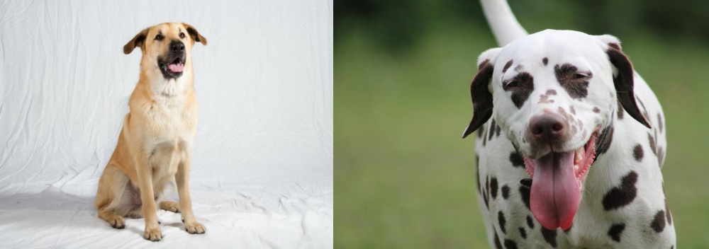 Dalmatian vs Chinook - Breed Comparison