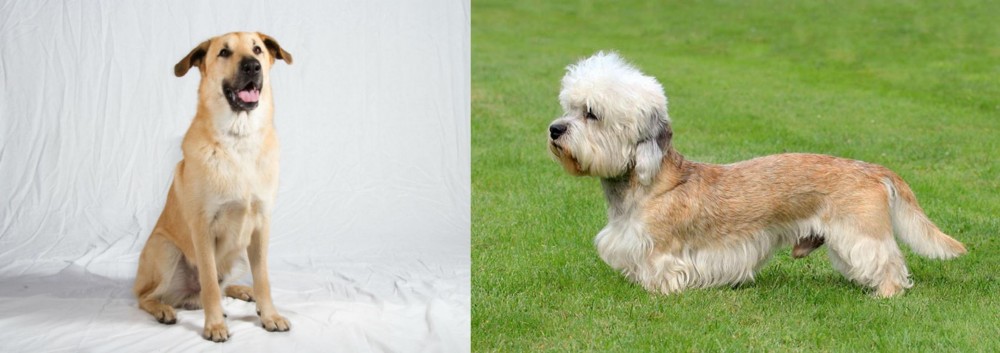 Dandie Dinmont Terrier vs Chinook - Breed Comparison