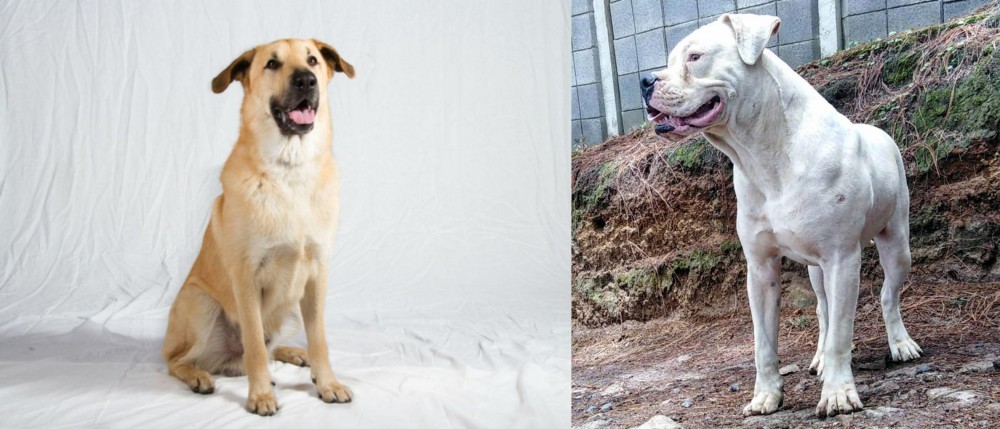 Dogo Guatemalteco vs Chinook - Breed Comparison