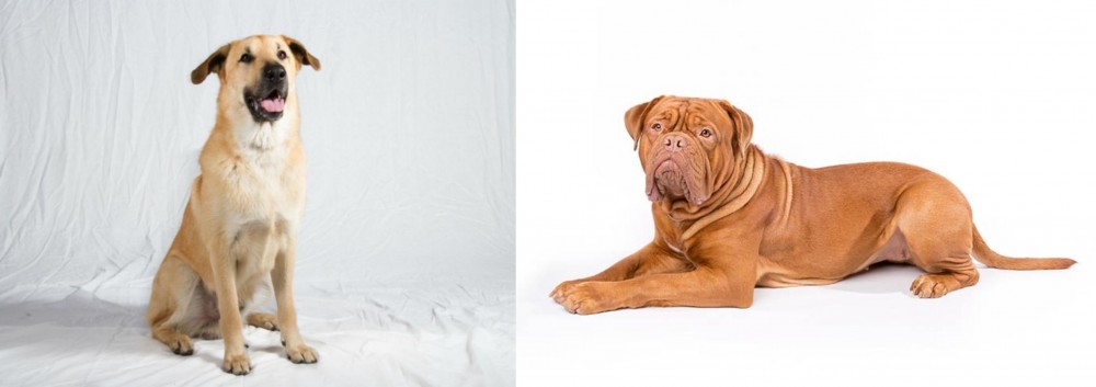 Dogue De Bordeaux vs Chinook - Breed Comparison