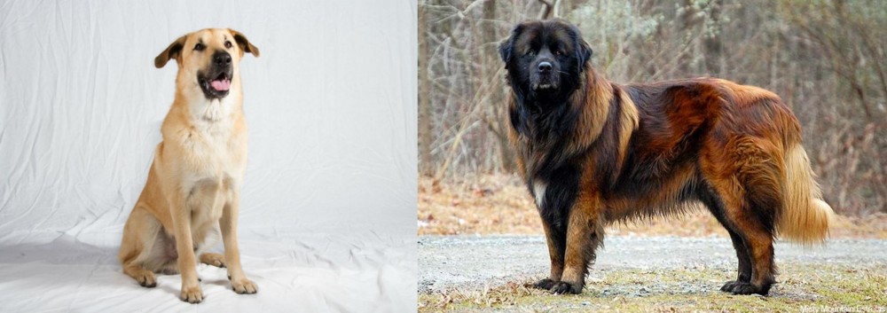 Estrela Mountain Dog vs Chinook - Breed Comparison