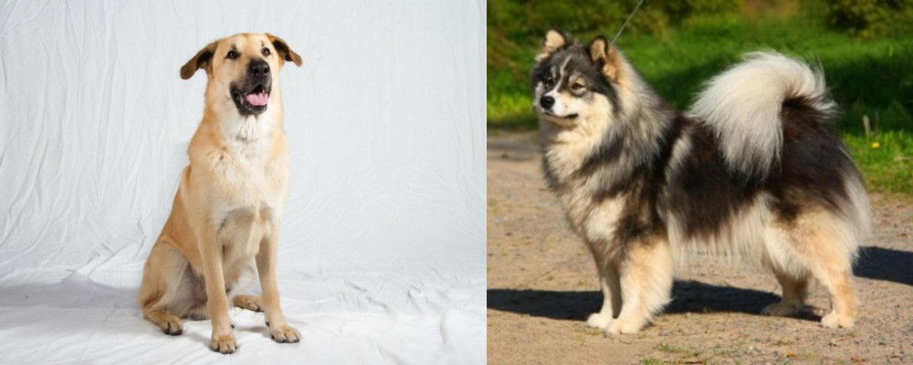 Finnish Lapphund vs Chinook - Breed Comparison