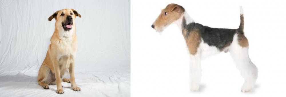 Fox Terrier vs Chinook - Breed Comparison
