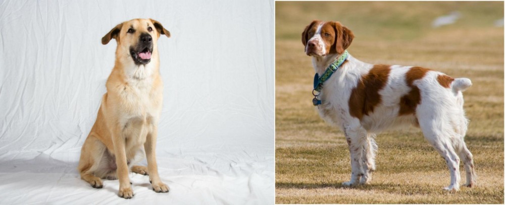 French Brittany vs Chinook - Breed Comparison