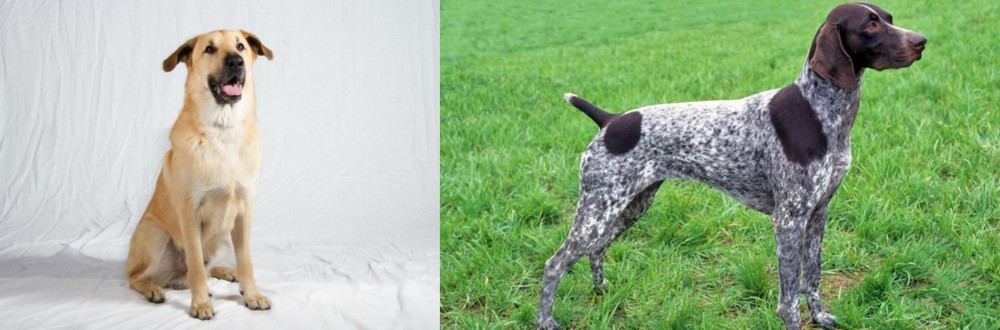 German Shorthaired Pointer vs Chinook - Breed Comparison