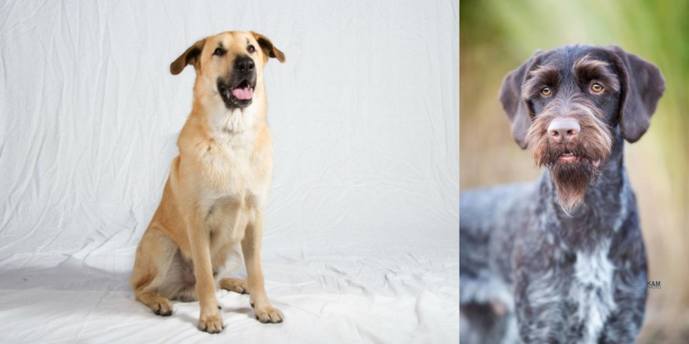German Wirehaired Pointer vs Chinook - Breed Comparison