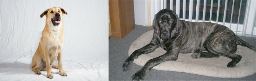Giant Maso Mastiff vs Chinook - Breed Comparison