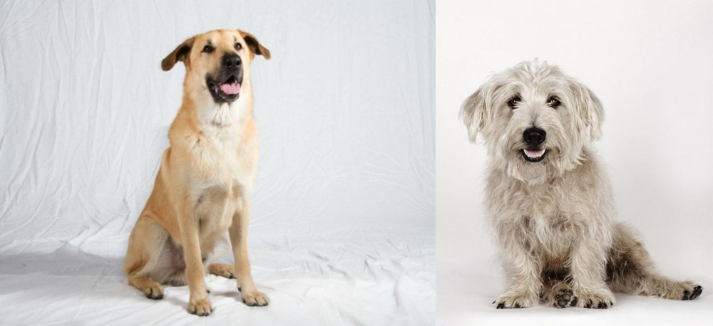Glen of Imaal Terrier vs Chinook - Breed Comparison