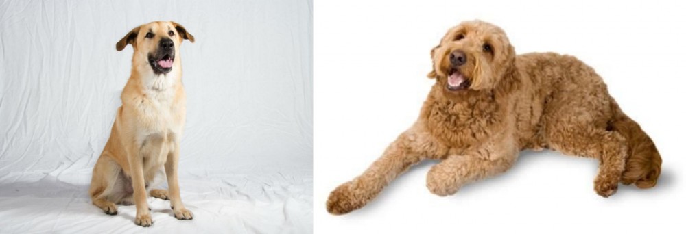 Golden Doodle vs Chinook - Breed Comparison