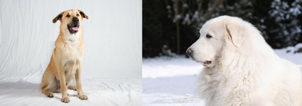 Great Pyrenees vs Chinook - Breed Comparison