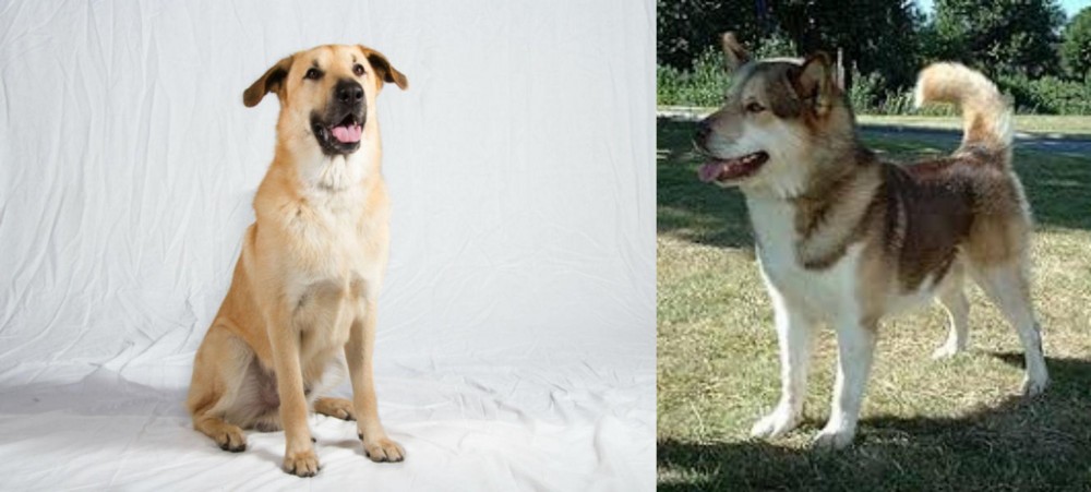 Greenland Dog vs Chinook - Breed Comparison