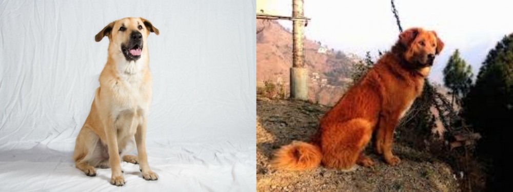 Himalayan Sheepdog vs Chinook - Breed Comparison