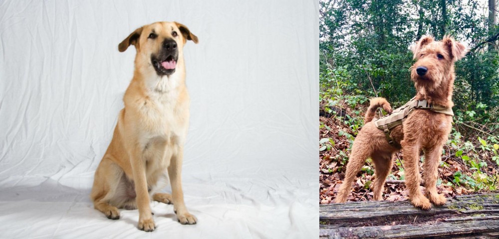 Irish Terrier vs Chinook - Breed Comparison