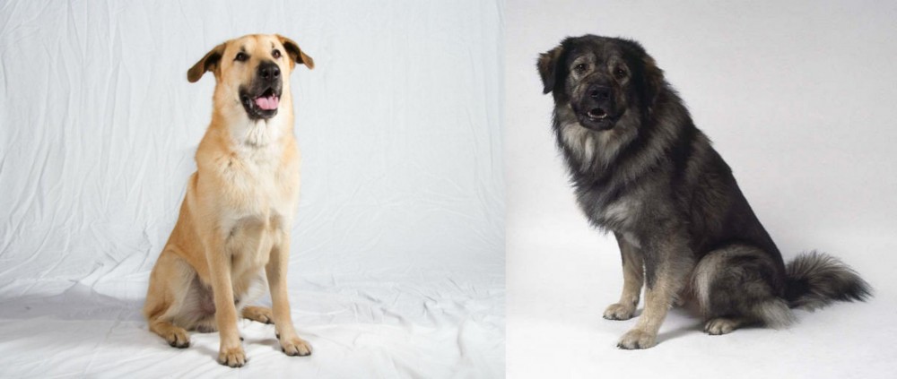 Istrian Sheepdog vs Chinook - Breed Comparison