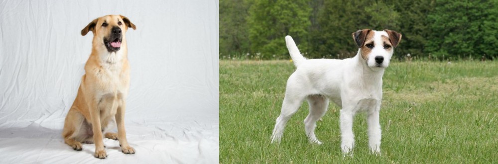 Jack Russell Terrier vs Chinook - Breed Comparison