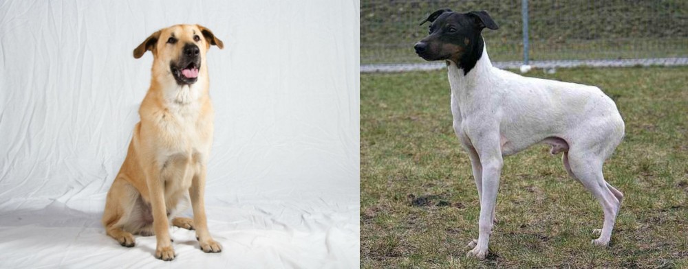 Japanese Terrier vs Chinook - Breed Comparison