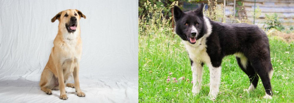 Karelian Bear Dog vs Chinook - Breed Comparison