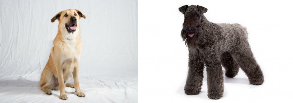 Kerry Blue Terrier vs Chinook - Breed Comparison