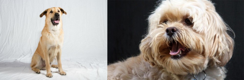 Lhasapoo vs Chinook - Breed Comparison
