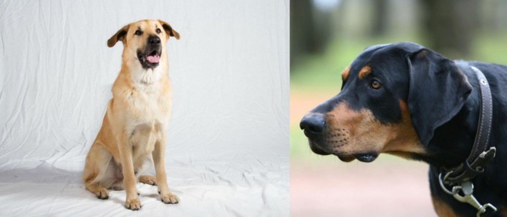 Lithuanian Hound vs Chinook - Breed Comparison