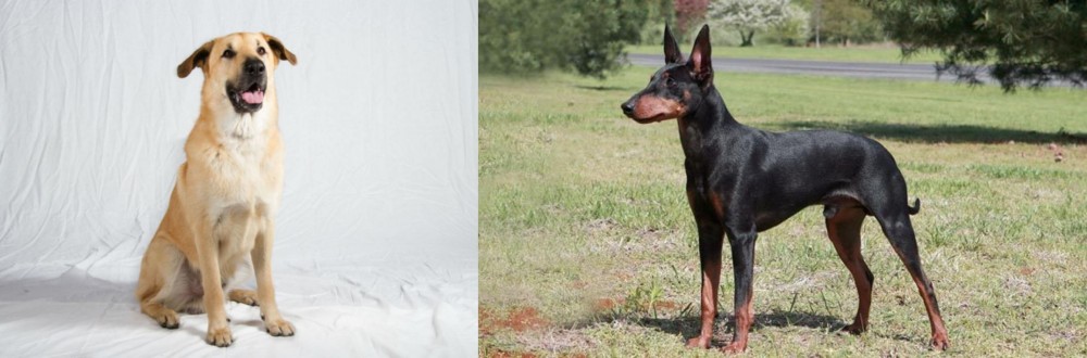 Manchester Terrier vs Chinook - Breed Comparison