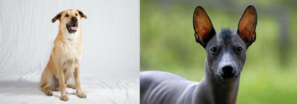 Mexican Hairless vs Chinook - Breed Comparison