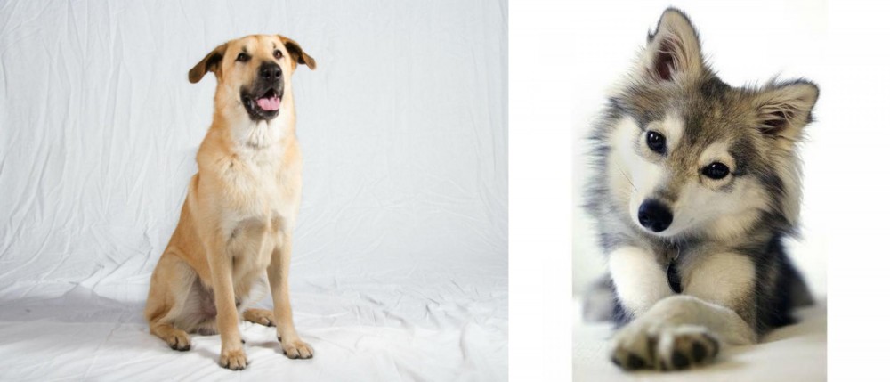 Miniature Siberian Husky vs Chinook - Breed Comparison