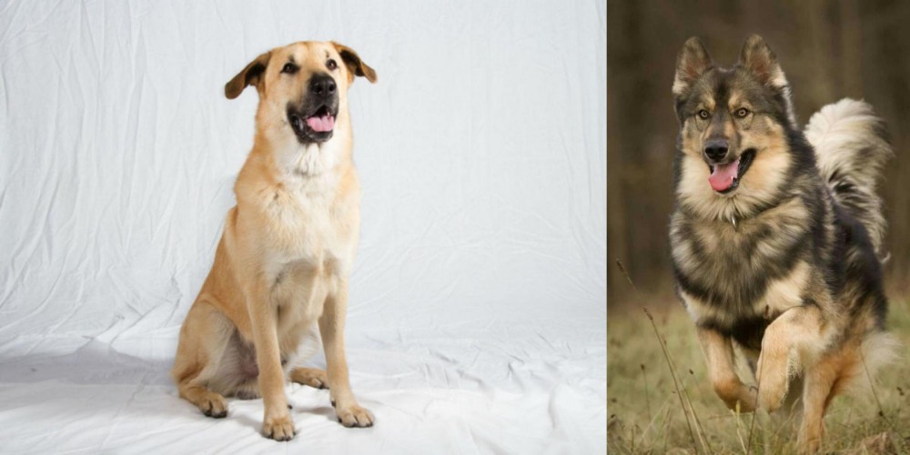 Native American Indian Dog vs Chinook - Breed Comparison