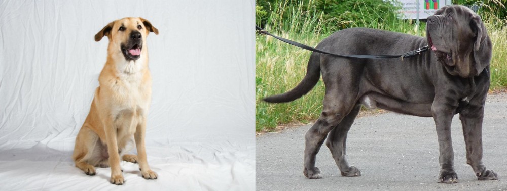 Neapolitan Mastiff vs Chinook - Breed Comparison