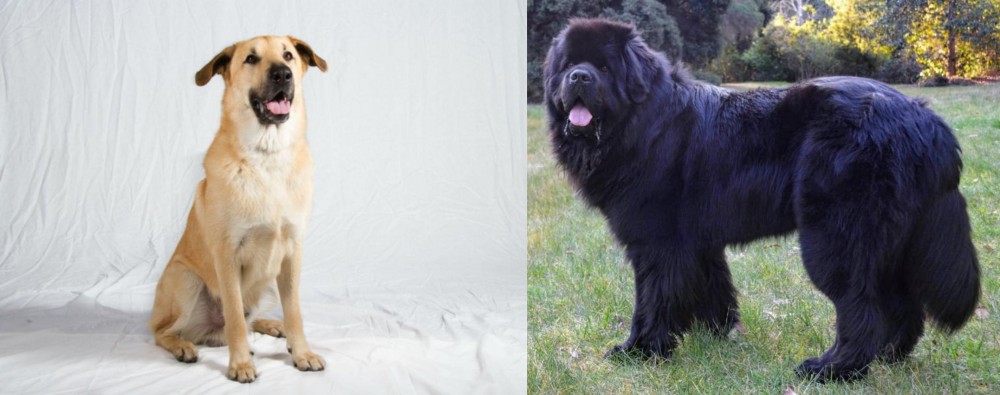 Newfoundland Dog vs Chinook - Breed Comparison