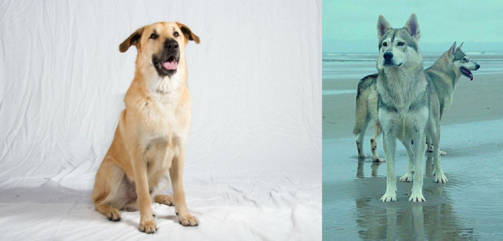 Northern Inuit Dog vs Chinook - Breed Comparison