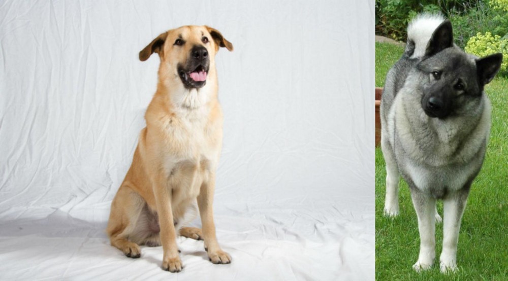 Norwegian Elkhound vs Chinook - Breed Comparison