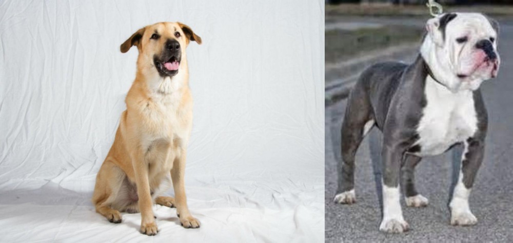 Old English Bulldog vs Chinook - Breed Comparison