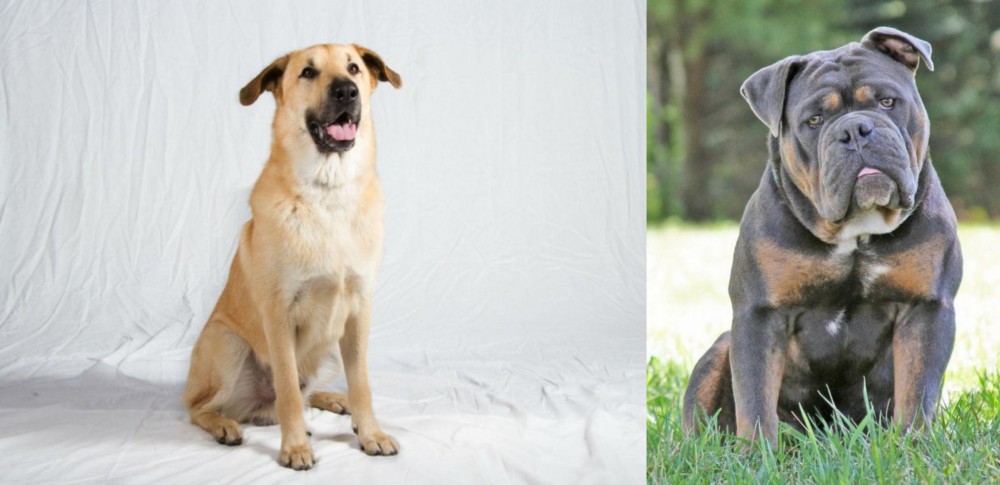 Olde English Bulldogge vs Chinook - Breed Comparison