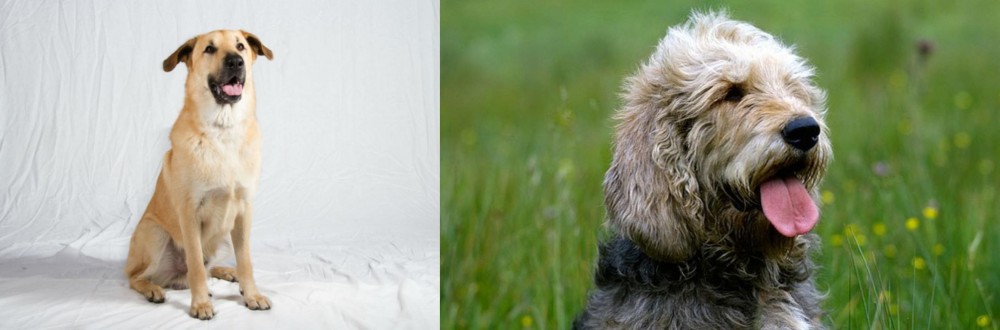 Otterhound vs Chinook - Breed Comparison