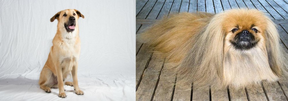 Pekingese vs Chinook - Breed Comparison