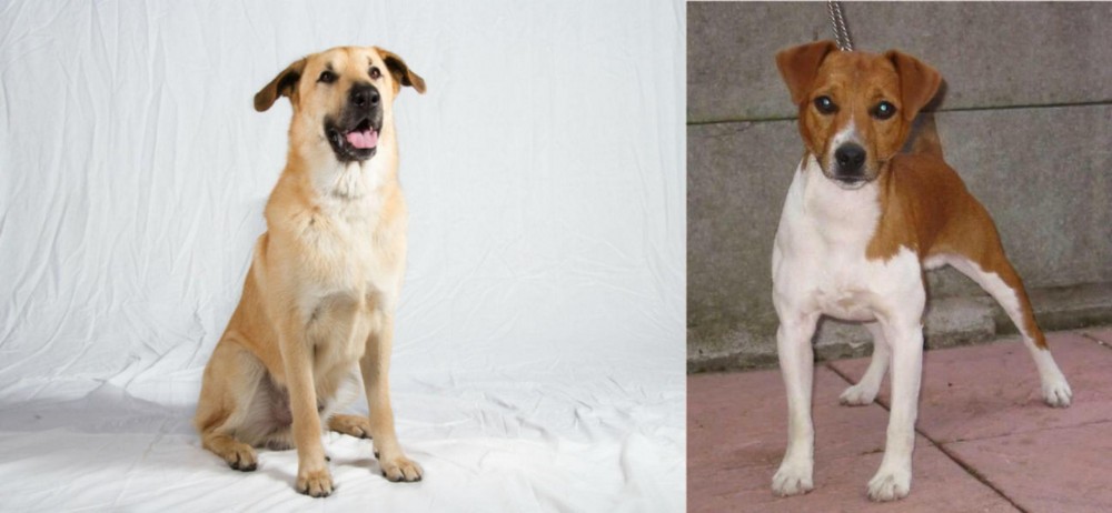Plummer Terrier vs Chinook - Breed Comparison