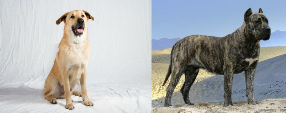 Presa Canario vs Chinook - Breed Comparison